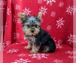Small Photo #3 Yorkshire Terrier Puppy For Sale in GLEN ROCK, PA, USA