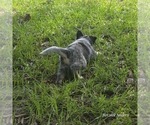 Small Photo #6 Australian Cattle Dog Puppy For Sale in LAURINBURG, NC, USA