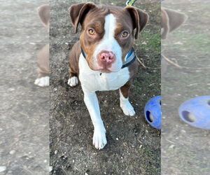 Mutt Dogs for adoption in South Bend, IN, USA
