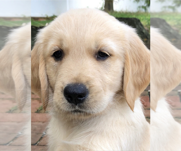 Medium Photo #1 Golden Retriever Puppy For Sale in EAST FREEHOLD, NJ, USA