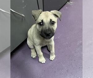 Mutt Dogs for adoption in Long Beach, CA, USA
