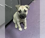 Small Mutt