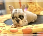 Small #2 French Bulldog