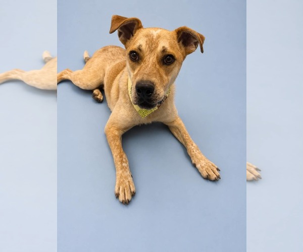 Medium Photo #11 Mutt Puppy For Sale in Sandy, UT, USA
