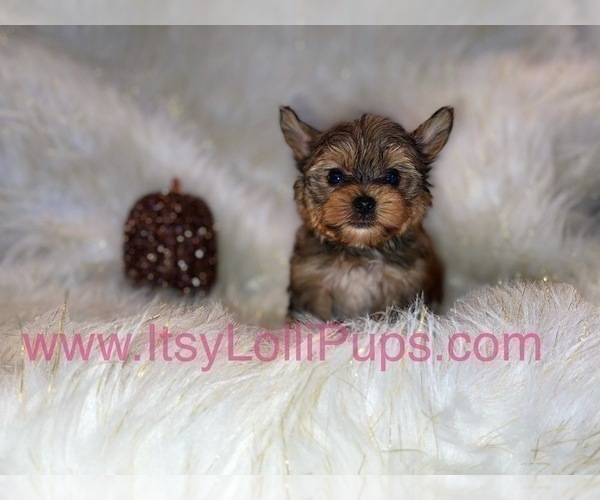 Medium Photo #34 Yorkshire Terrier Puppy For Sale in HAYWARD, CA, USA