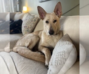 Joker - Male Mutt Dog for Adoption - Photo #3