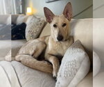 Small #2 Mutt