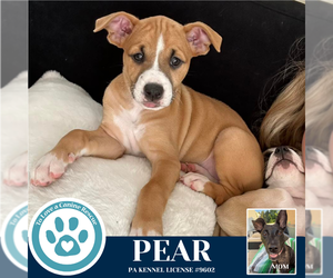 Boxer-Unknown Mix Dogs for adoption in Kimberton, PA, USA
