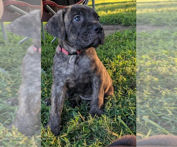 Medium Photo #1 Cane Corso Puppy For Sale in HARRISBURG, IL, USA