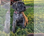 Puppy Foxypink Cane Corso
