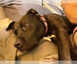 Small #19 American Pit Bull Terrier-Labrador Retriever Mix