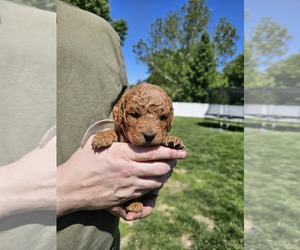 Goldendoodle-Poodle (Miniature) Mix Puppy for sale in EDWARDSVILLE, IL, USA