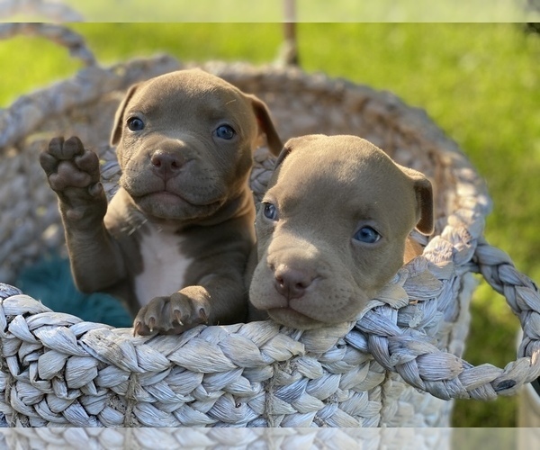 Medium Photo #1 American Pit Bull Terrier Puppy For Sale in OVERLAND, KS, USA