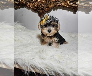 Yorkshire Terrier Puppy for sale in INDIANAPOLIS, IN, USA