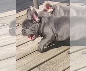 French Bulldog Puppy for sale in BOSTON, KY, USA