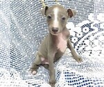 Small Photo #2 Italian Greyhound Puppy For Sale in NORWOOD, MO, USA
