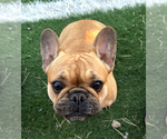 Small Photo #1 French Bulldog Puppy For Sale in PHOENIX, AZ, USA