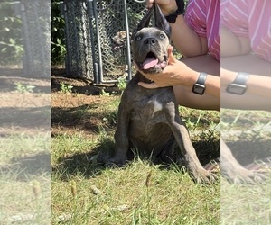Medium Cane Corso