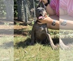 Puppy Puppy 3 Cane Corso