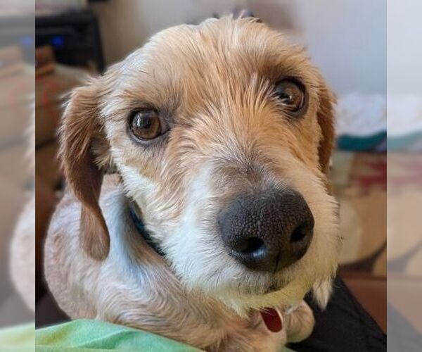 Medium Photo #3 Dachshund-Unknown Mix Puppy For Sale in Arlington, VA, USA