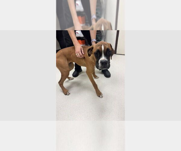 Medium Photo #2 Boxer Puppy For Sale in Austin, TX, USA