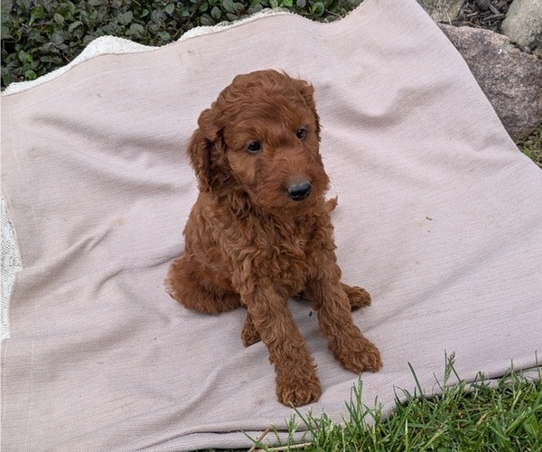 Medium Photo #9 Irish Doodle Puppy For Sale in GOSHEN, IN, USA