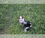 Small #14 Miniature Australian Shepherd