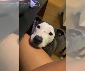 Enzo - Male American Staffordshire Terrier-Unknown Mix Dog for Adoption - Photo #2