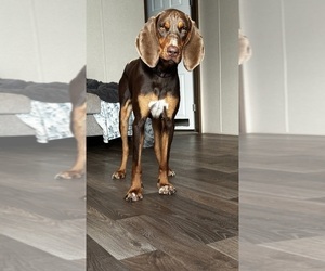 Mother of the Bloodhound puppies born on 04/03/2025
