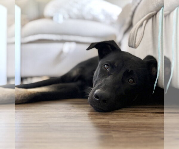 Medium Photo #3 German Shepherd Dog-Unknown Mix Puppy For Sale in Minneapolis, MN, USA