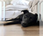 Small #2 German Shepherd Dog Mix
