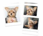 Small Yorkshire Terrier