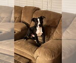 Small #7 American Pit Bull Terrier Mix
