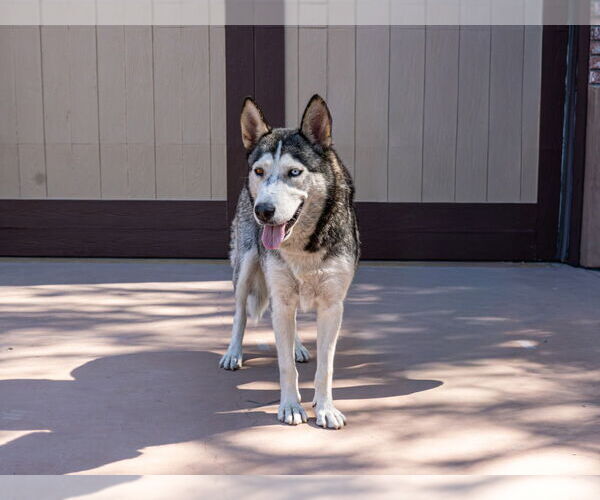 Medium Photo #6 Huskies -Unknown Mix Puppy For Sale in Lake Forest, CA, USA