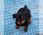 Small Photo #7 Rottweiler Puppy For Sale in DES MOINES, IA, USA