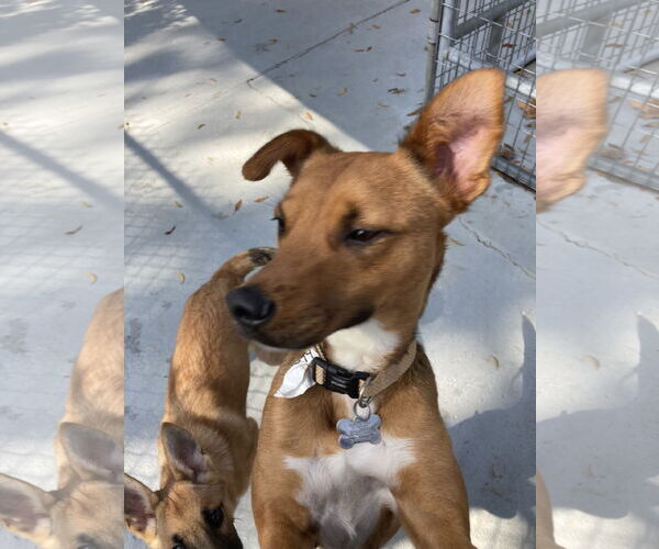 Medium Photo #5 Mutt Puppy For Sale in San Diego, CA, USA