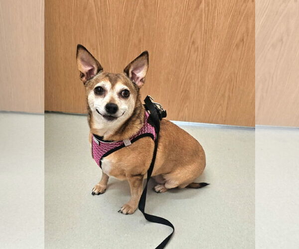 Medium Photo #3 Chihuahua Puppy For Sale in Lebanon, PA, USA