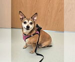 Small #2 Chihuahua