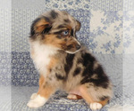 Small #8 Miniature Australian Shepherd
