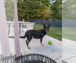 Small #4 German Shepherd Dog Mix