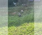 Small Photo #9 American Pit Bull Terrier Puppy For Sale in ALBERTVILLE, AL, USA