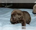 Puppy 3 Labrador Retriever