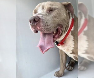 Mutt Dogs for adoption in Houston, TX, USA