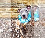 Small Photo #3 American Pit Bull Terrier Puppy For Sale in Rockville, MD, USA