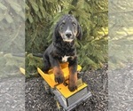 Small #2 Bernedoodle (Miniature)