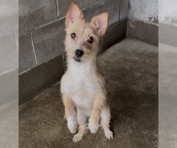 Medium Photo #3 Mutt Puppy For Sale in Sistersville, WV, USA