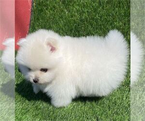 Pomeranian Puppy for sale in WARSAW, IN, USA