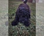 Small Photo #2 Labradoodle Puppy For Sale in PALMDALE, CA, USA