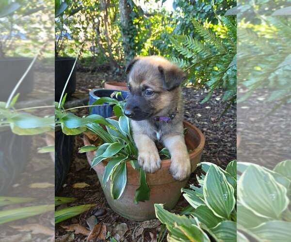 Medium Photo #1 Mutt Puppy For Sale in Imlay City, MI, USA