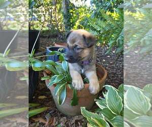Mutt Dogs for adoption in Imlay City, MI, USA